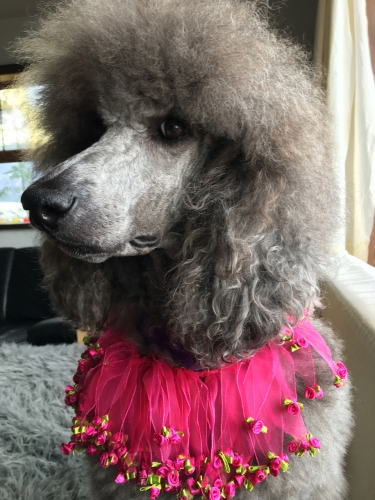 Sierra in her party collar