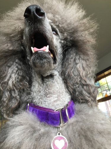 What a yawn