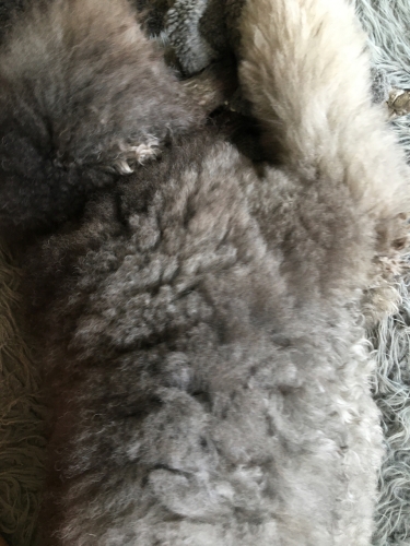 Snoozing