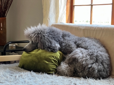 napping
