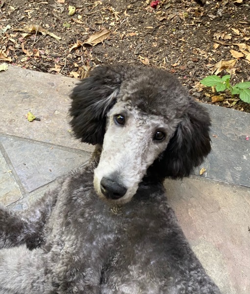 Franklyn "Green Boy"