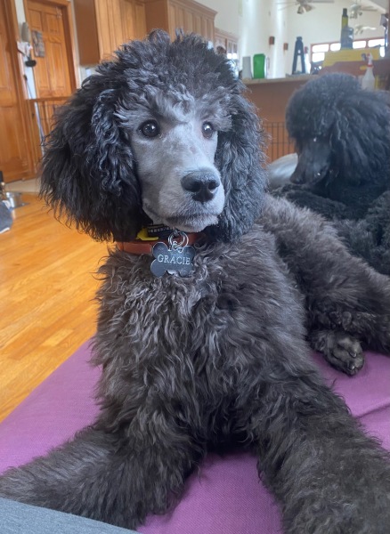 Gracie