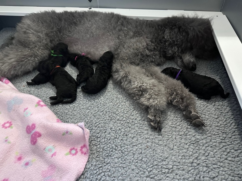 Puppies-1