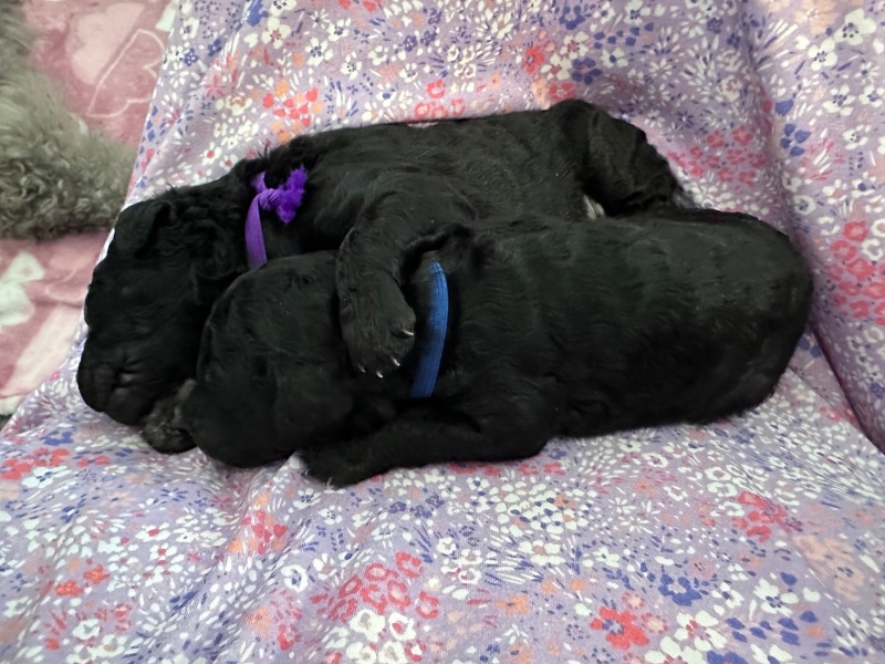Puppies-3