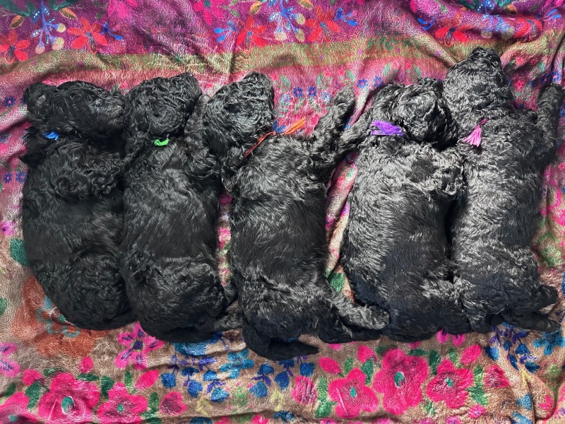 Puppies-4