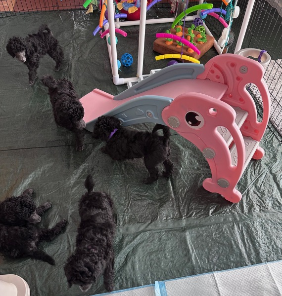 Puppies-5
