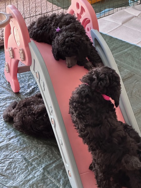 Puppies-6