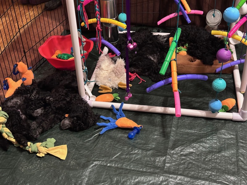 Puppies-7
