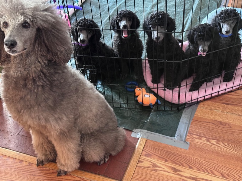 Puppies-8