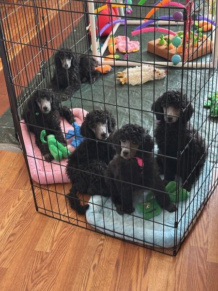 Puppies-9