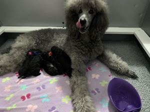 Sierra-puppies