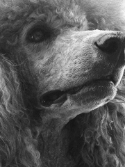 IMG_0725-BW