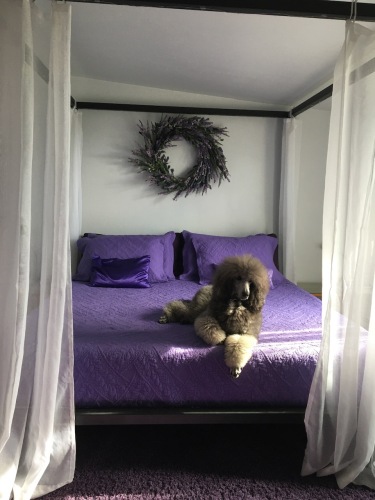 Sierra posing on our bed.