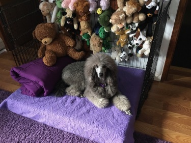 Sierra resting on her bed.