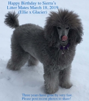 sierra-birthday-03-18-2022
