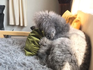 Bunny patrol is very exhausting
