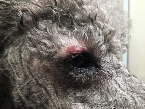 Bug bite or bee sting?