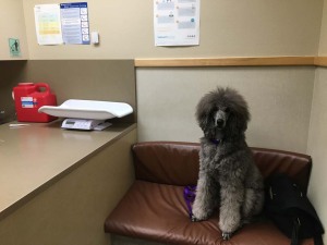 At the vet office