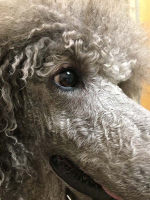 Sierra's eye is improving
