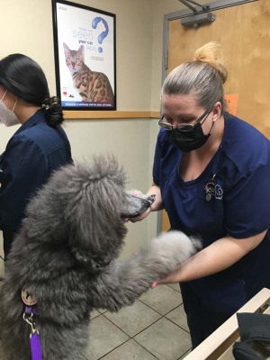 Great vets & tech staff