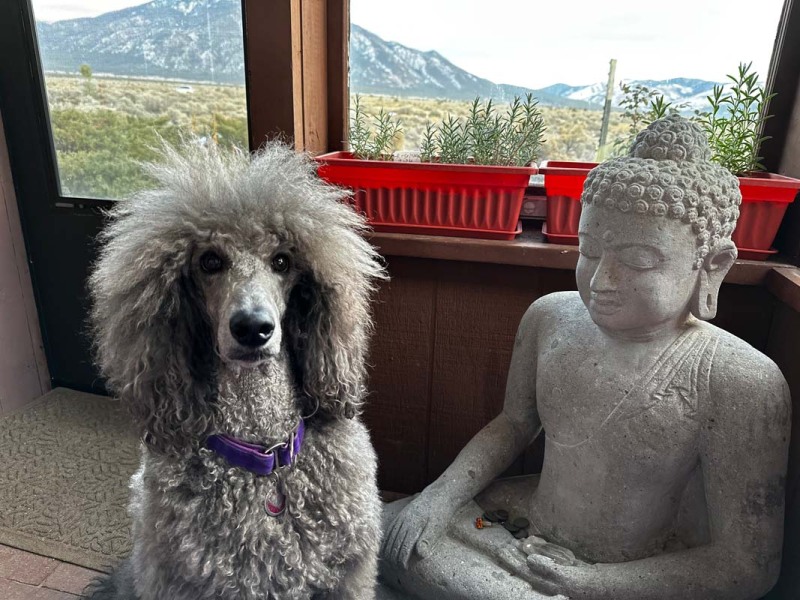 Sierra-Buddha
