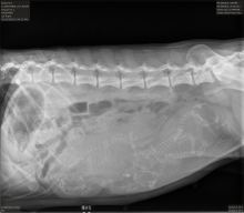 x-ray