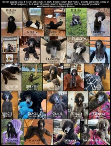 Puppies-in-their-forever-homes-with-names