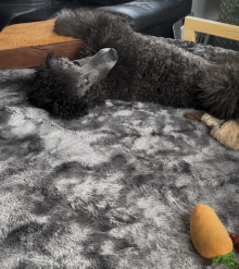 Savanna-the-carrot-patch