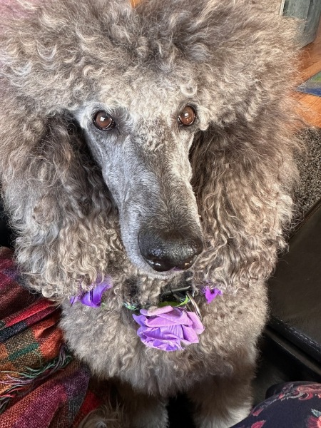 Sierra