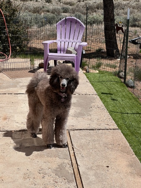 Savanna in the puppy yard