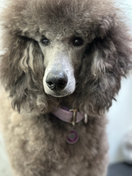 Savanna on the grooming table