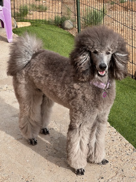 Savanna after grooming