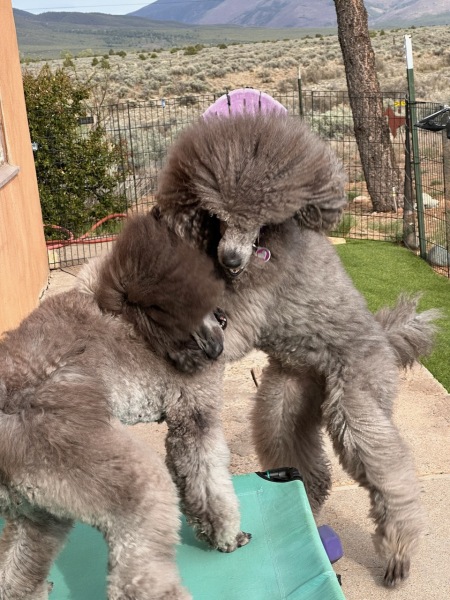 Sierra & Savanna playing