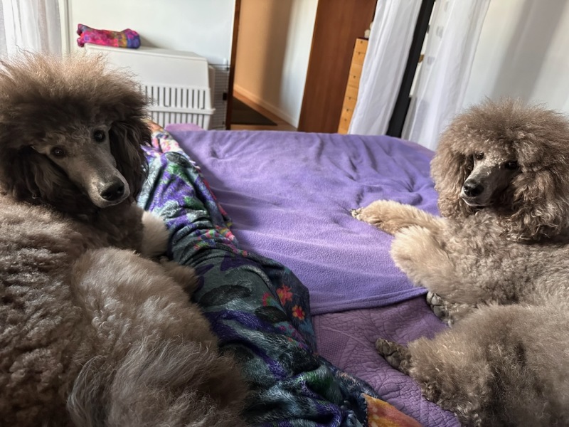 Savanna & Sierra on the bed
