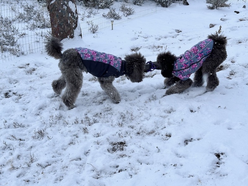 Sierra & Savanna playing in the snow
