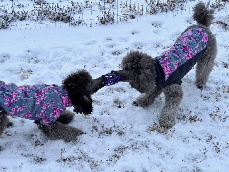 Playing tug