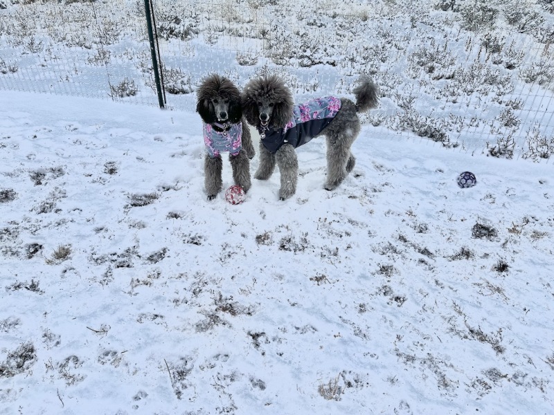 My 2 poodles