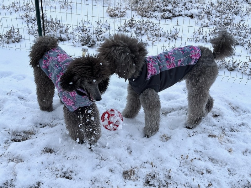 Savanna loves the snow