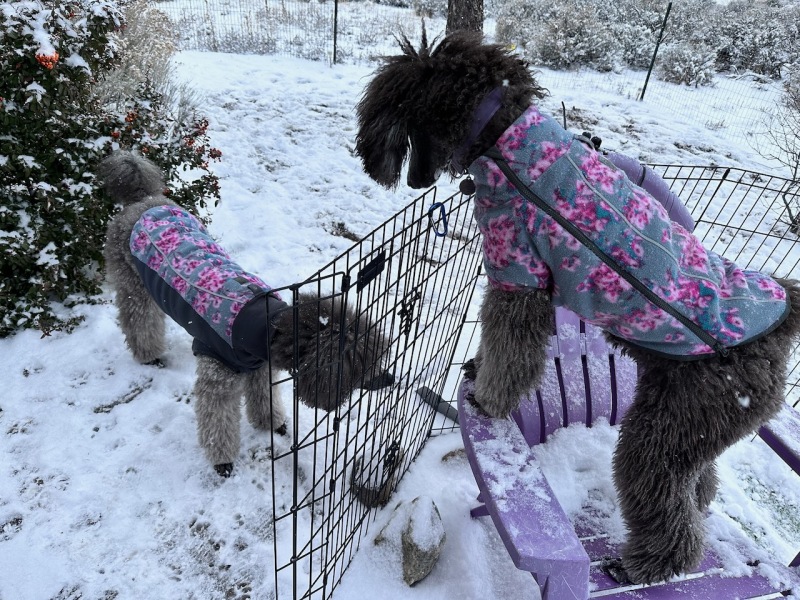 Running in the puppy yard