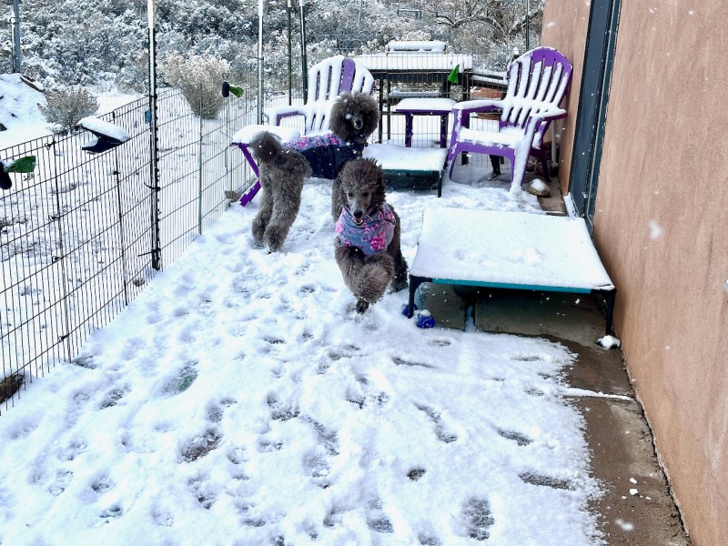 Running in the puppy yard