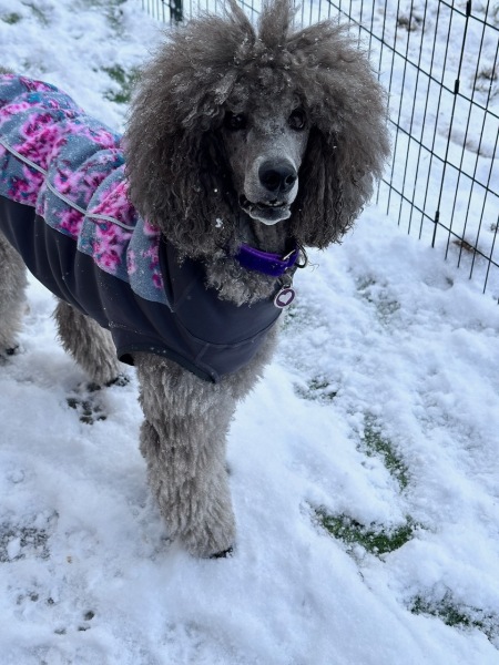 Sierra loves the snow