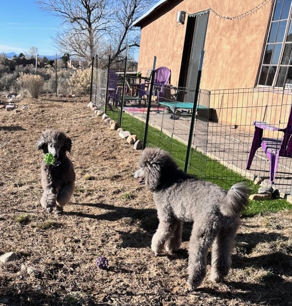 Running in the yard