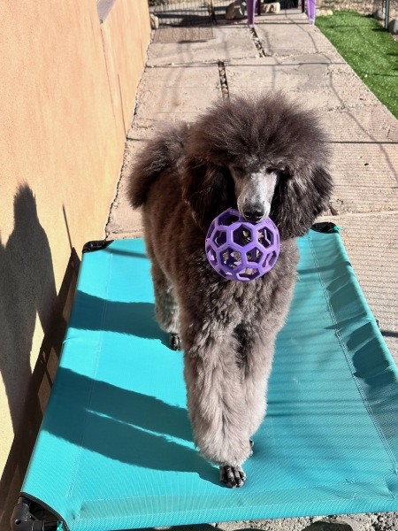 Savanna loves her balls