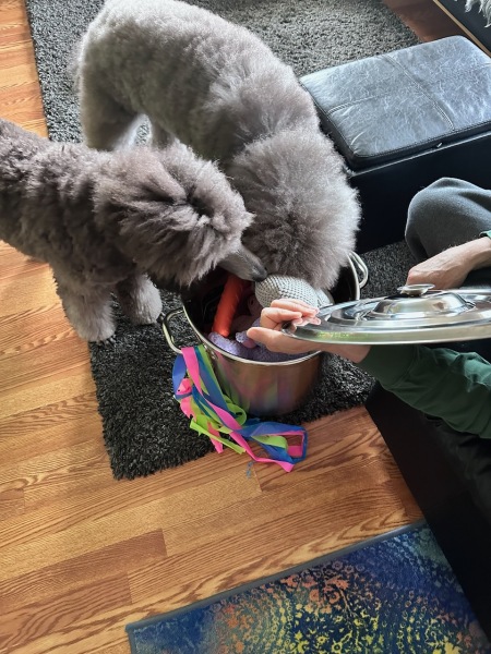 Christmas morning with all their new toys