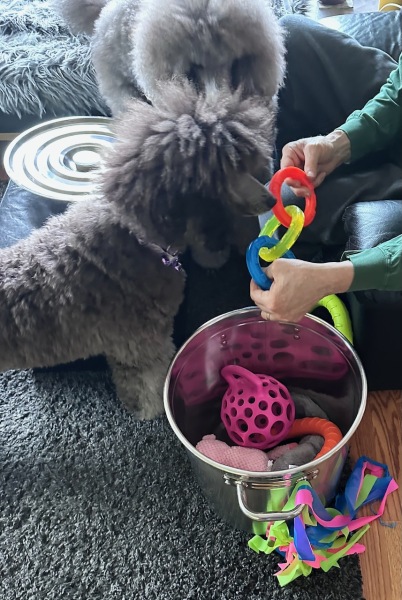 Lots of chew & tug toys to share