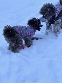 Playing in the snow