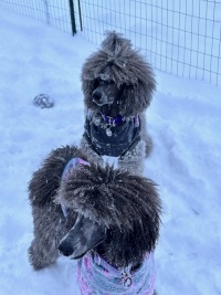 My dogs