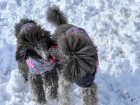 Playing in the snow