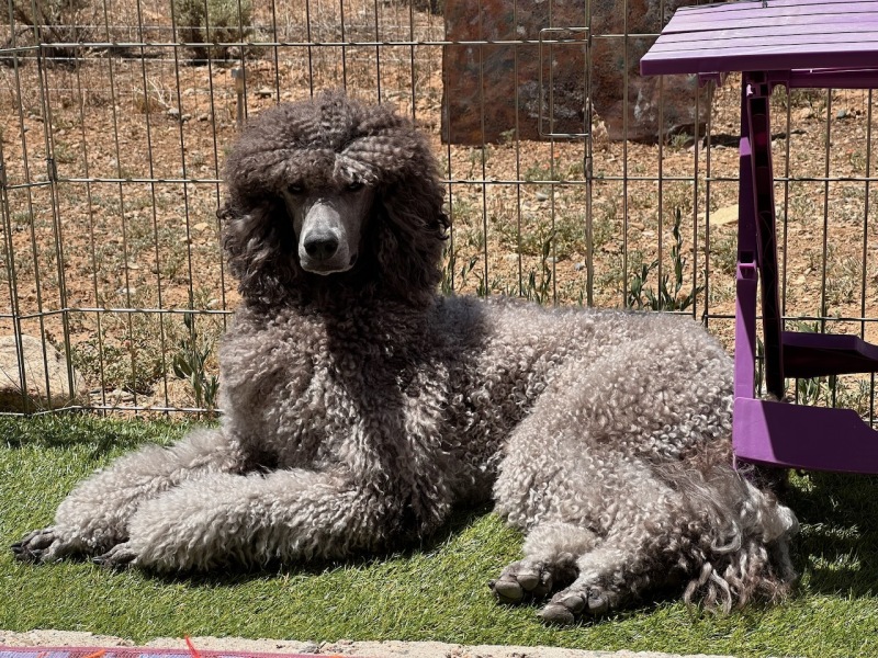 Savanna lying in the sun