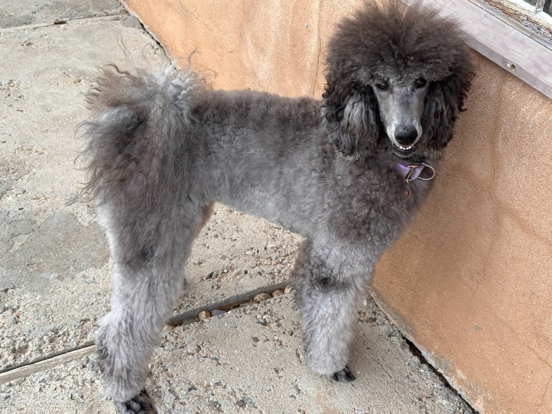 Savanna in the puppy yard
